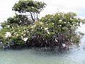 25 - Mangrove 057
